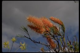 Image of Flame Grevillea