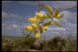 Image of Grevillea leucopteris Meissn.