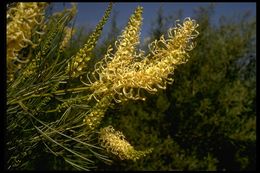 Image of Grevillea candicans C. A. Gardner