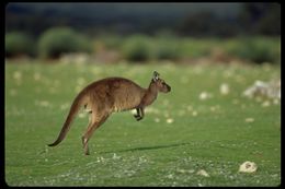 Macropus fuliginosus fuliginosus (Desmarest 1817) resmi