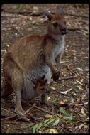 Image of Kangaroo Island Kangaroo