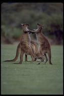 Macropus fuliginosus fuliginosus (Desmarest 1817) resmi