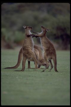 Image of Kangaroo Island Kangaroo