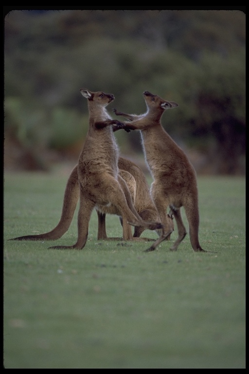 Macropus fuliginosus fuliginosus (Desmarest 1817) resmi