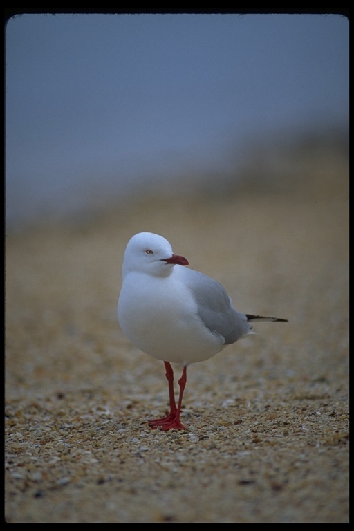 Image of Silver Gull