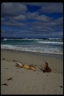 Image of Australian Sea Lion