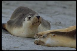 Image of Australian Sea Lion