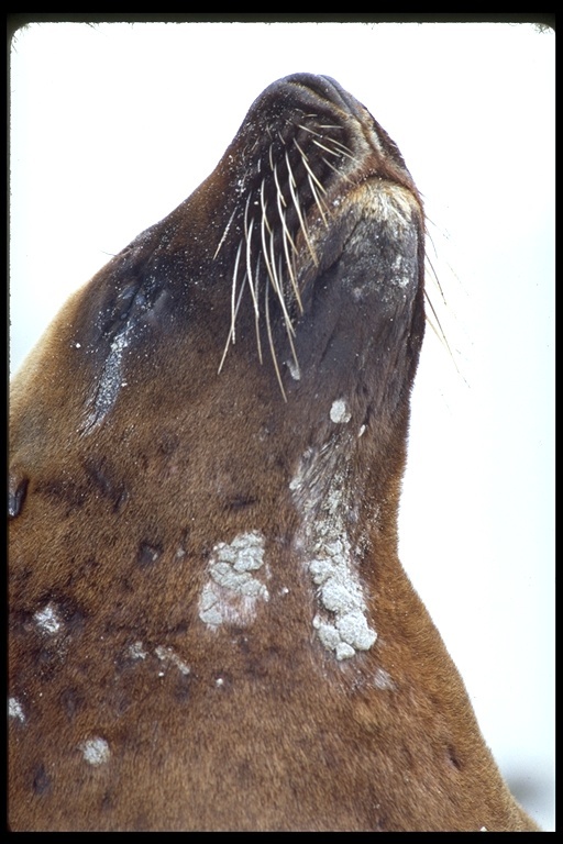 Image of Australian Sea Lion