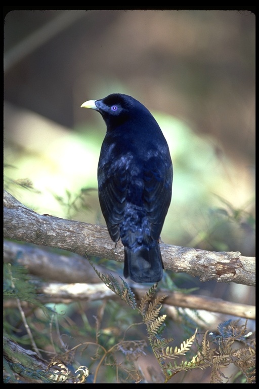 Image of Satin Bowerbird