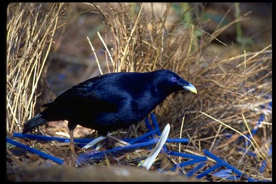 Image of Satin Bowerbird