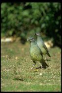 Image of Satin Bowerbird