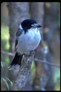 Image of Grey Butcherbird