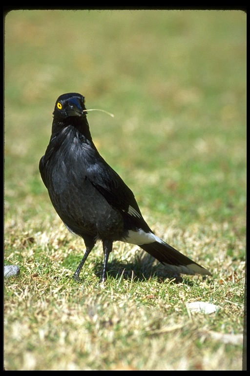 Image of Pied Currawong