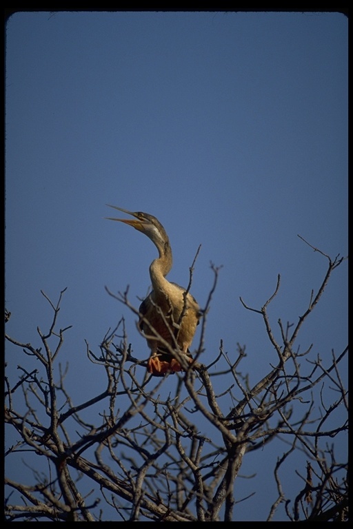 Image of Australasian Darter