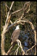 Image of White-bellied Sea Eagle