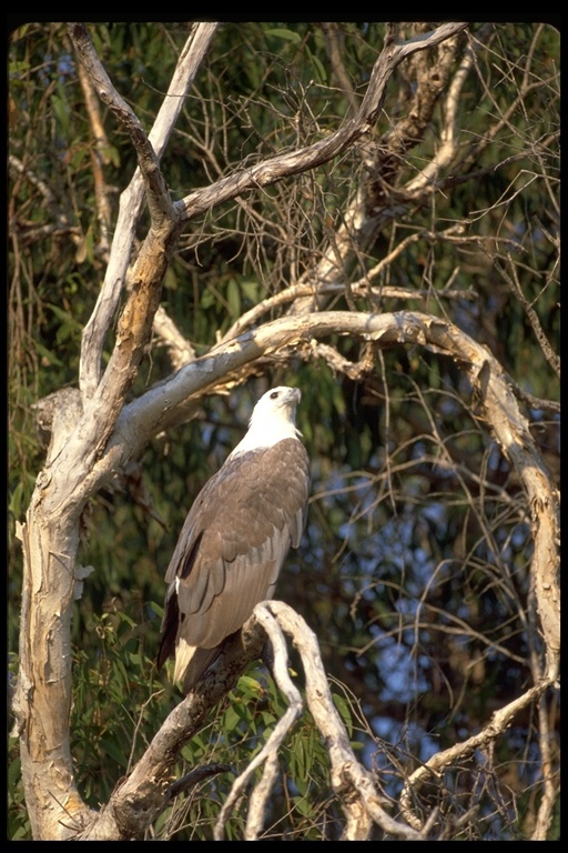 Image of White-bellied Sea Eagle