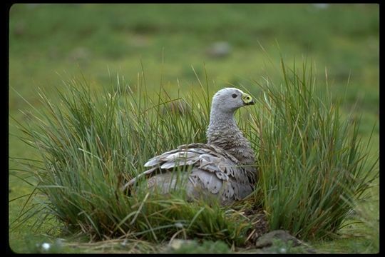 Image of Cape Barren Goose