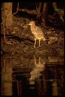 Image of Nankeen Night Heron