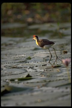 Irediparra gallinacea (Temminck 1828) resmi