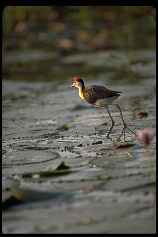 Image of Comb-crested Jacana
