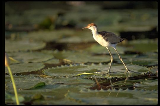 Image of Comb-crested Jacana