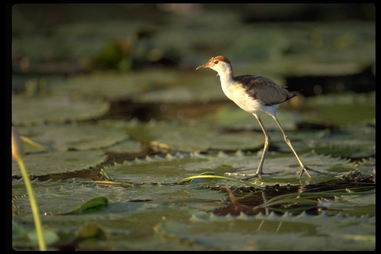 Image of Comb-crested Jacana