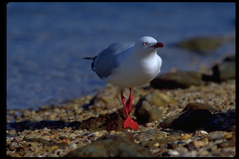 Image of Silver Gull