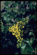 Image of <i>Berberis aquifolium</i> var. <i>repens</i>