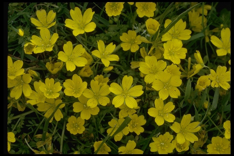 Imagem de Limnanthes douglasii subsp. sulphurea (C. T. Mason) C. T. Mason