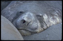 Image of South Atlantic Elephant-seal