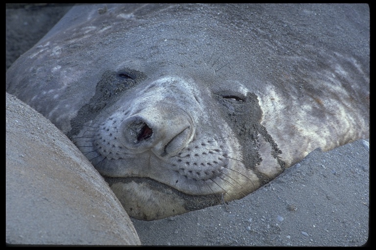 Image of South Atlantic Elephant-seal