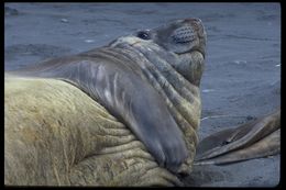 Image of South Atlantic Elephant-seal