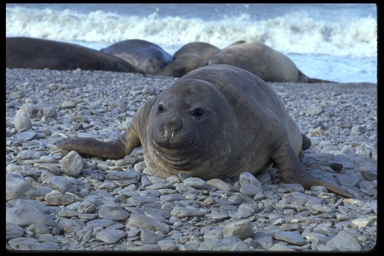 Image of South Atlantic Elephant-seal