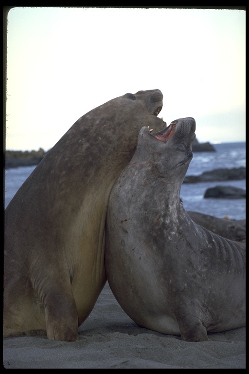 Image of South Atlantic Elephant-seal