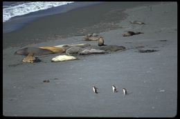 Image of South Atlantic Elephant-seal