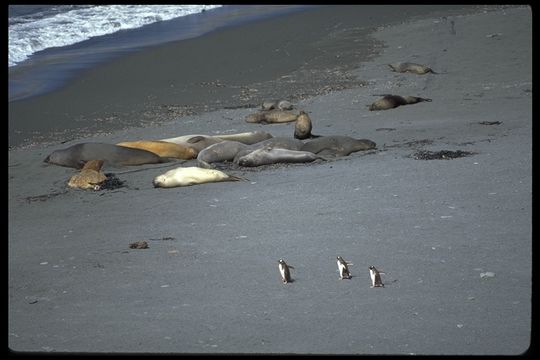 Image of South Atlantic Elephant-seal