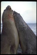 Image of South Atlantic Elephant-seal