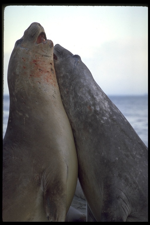 Image of South Atlantic Elephant-seal