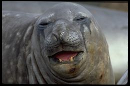 Image of South Atlantic Elephant-seal