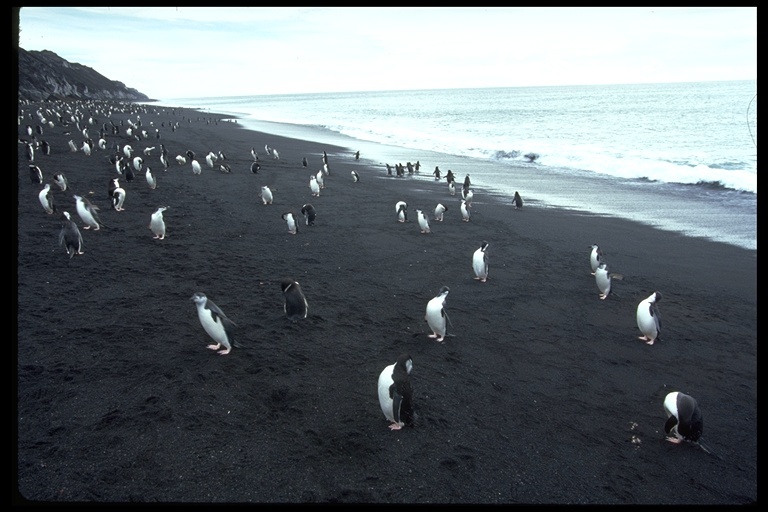 Plancia ëd Pygoscelis antarcticus (Forster & JR 1781)