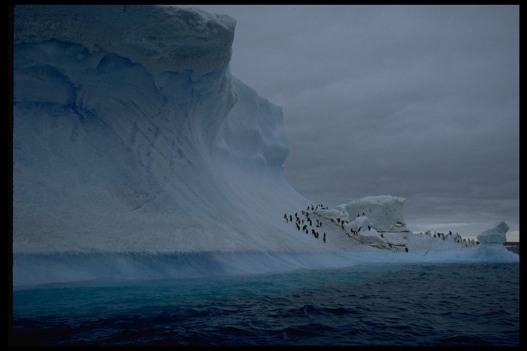 Image of Adelie Penguin