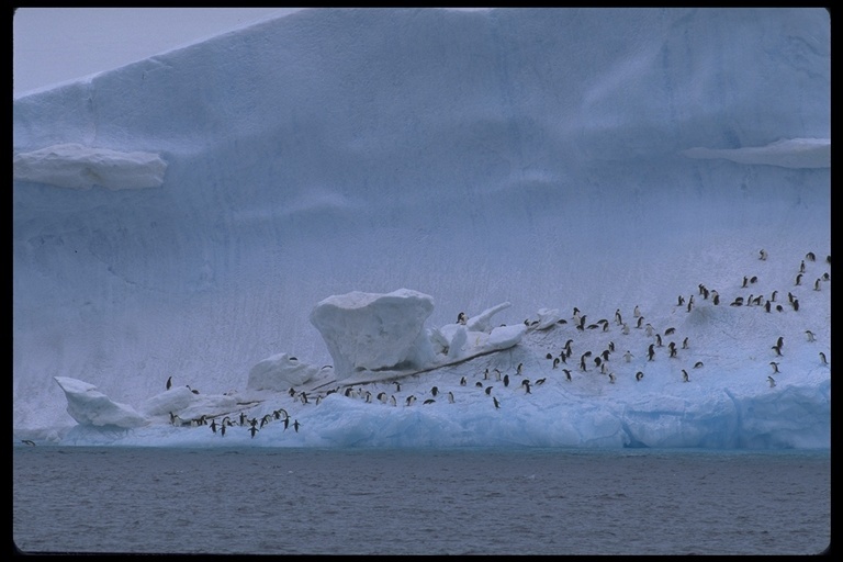 Image of Adelie Penguin