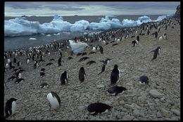 Image of Adelie Penguin