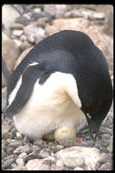 Image of Adelie Penguin