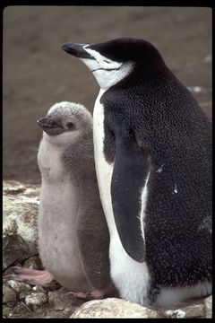 Image of Chinstrap Penguin