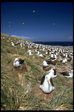 Image of Black-browed Albatross