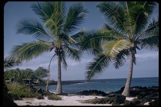 Image of Coconut