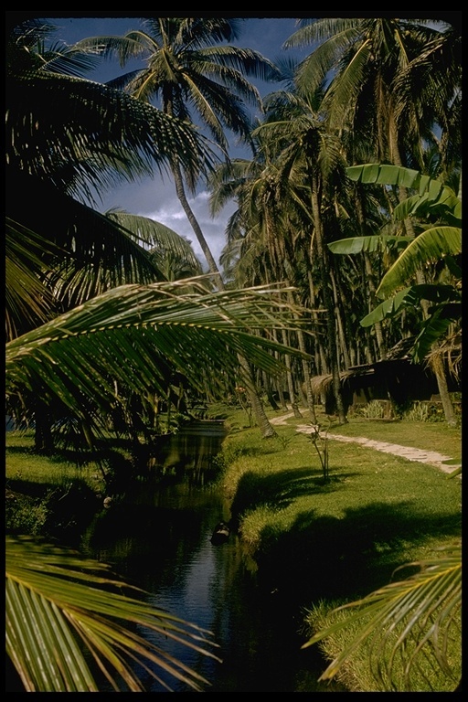 Image of Coconut