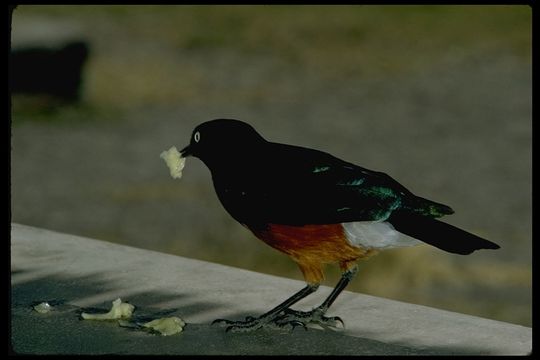 Image of Superb Starling