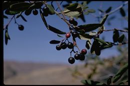 Image de Frangula californica (Eschsch.) A. Gray